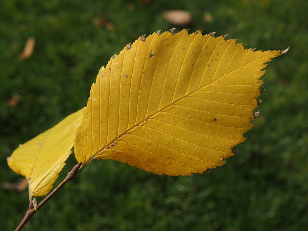 /Jilm vaz, žlutý list na podzim v obrysu.