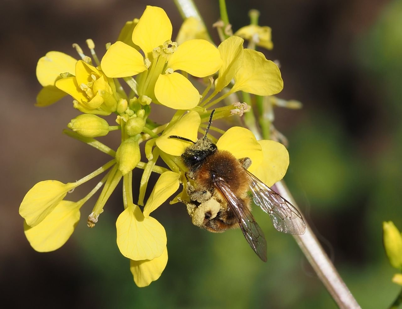 /Hořčice polní - pískorypka černolesklá saje z kvítku nektar.