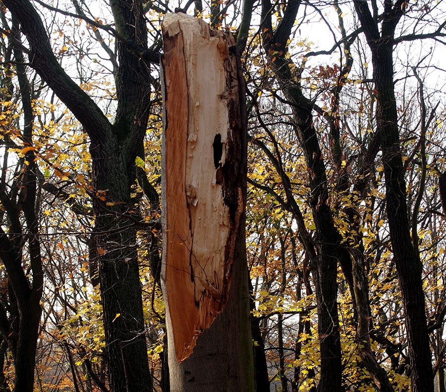 /Spodní část přelomeného kmene zůstala stát. /Spodní část přelomeného kmene zůstala stát.