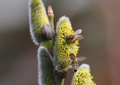 Neořezávejte vrbové větve před odkvětem !
