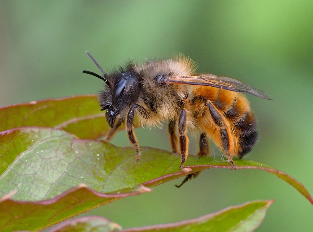 /Osmia bicornis, samička na listu.