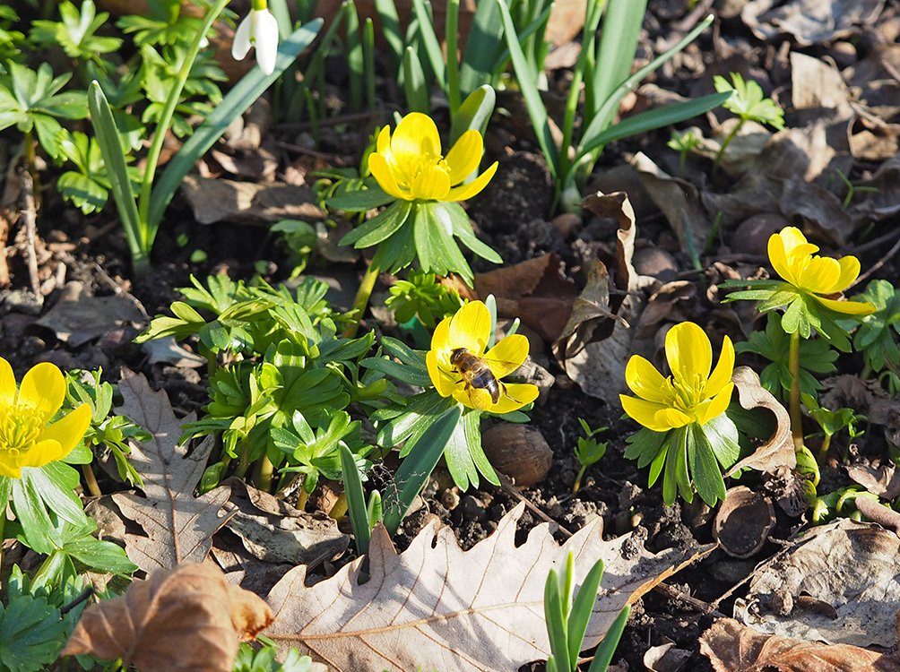 /Talovín, květ s pestřenkou. /Talovín, květ s pestřenkou.