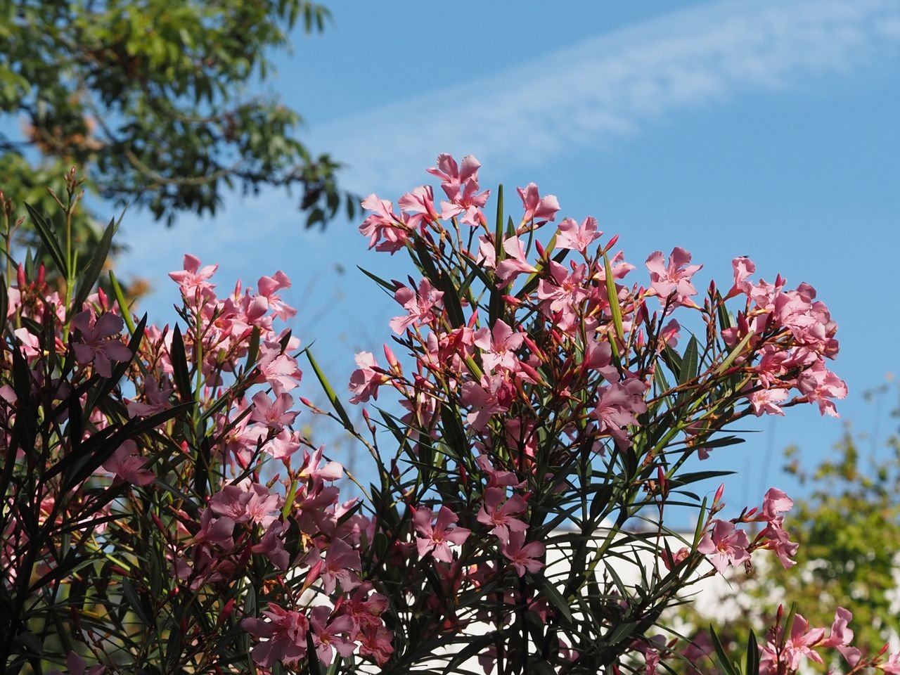 /Oleandr - rozkvetlý vrchol pěstovaného keře.