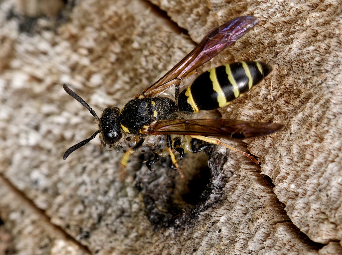/Hrnčířka s kořistí před vstupem do dutiny se svým hnízdečkem. Foto Radim Herman. /Hrnčířka s kořistí před vstupem do dutiny se svým hnízdečkem. Foto Radim Herman.