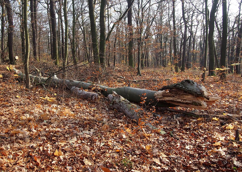 /Ulomený kus kmene leží na zemi.