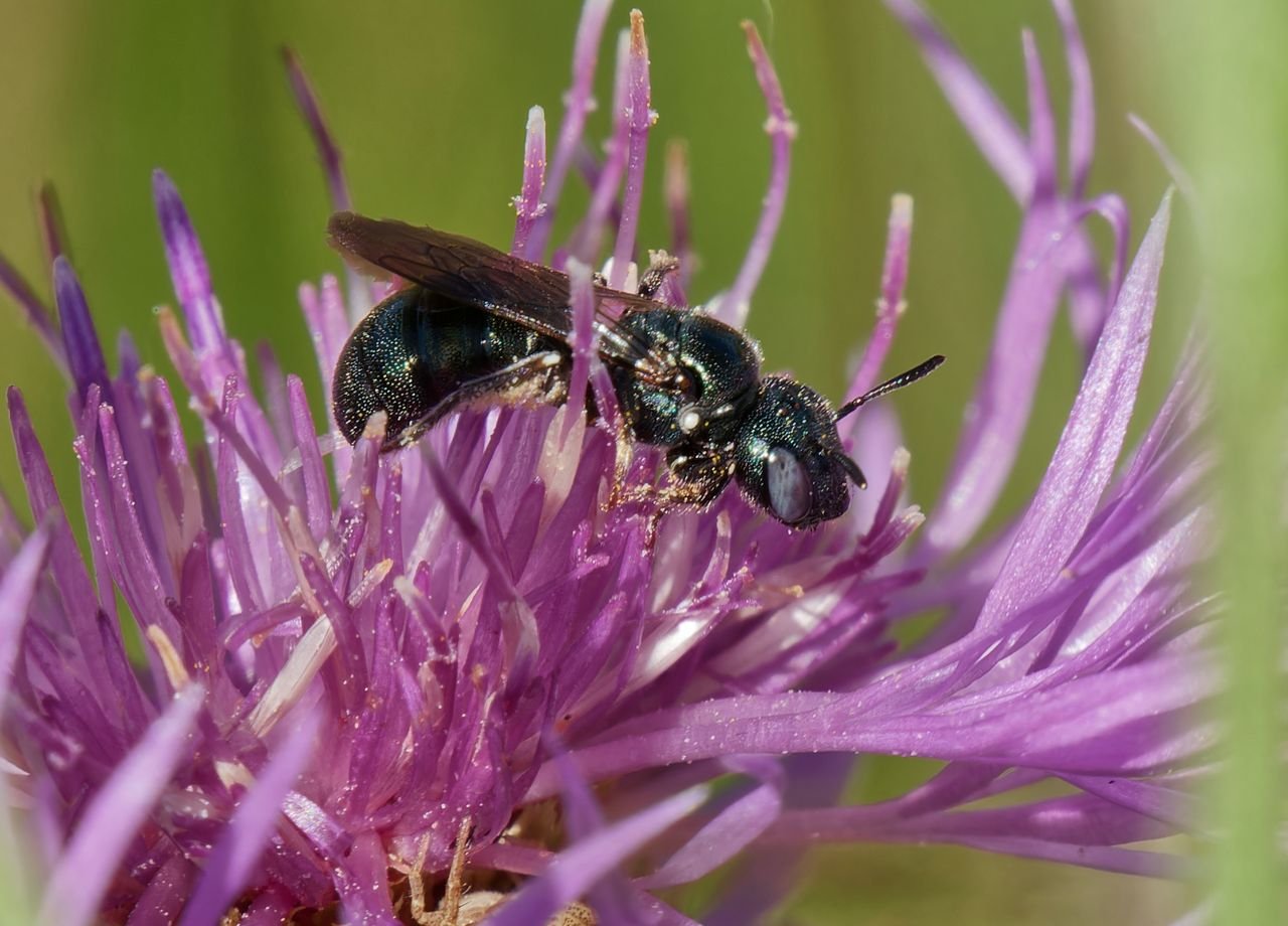 /Kyjorožka zelenavá - foto Radim Herman.