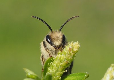 Hedvábnice jarní (hrabavá)