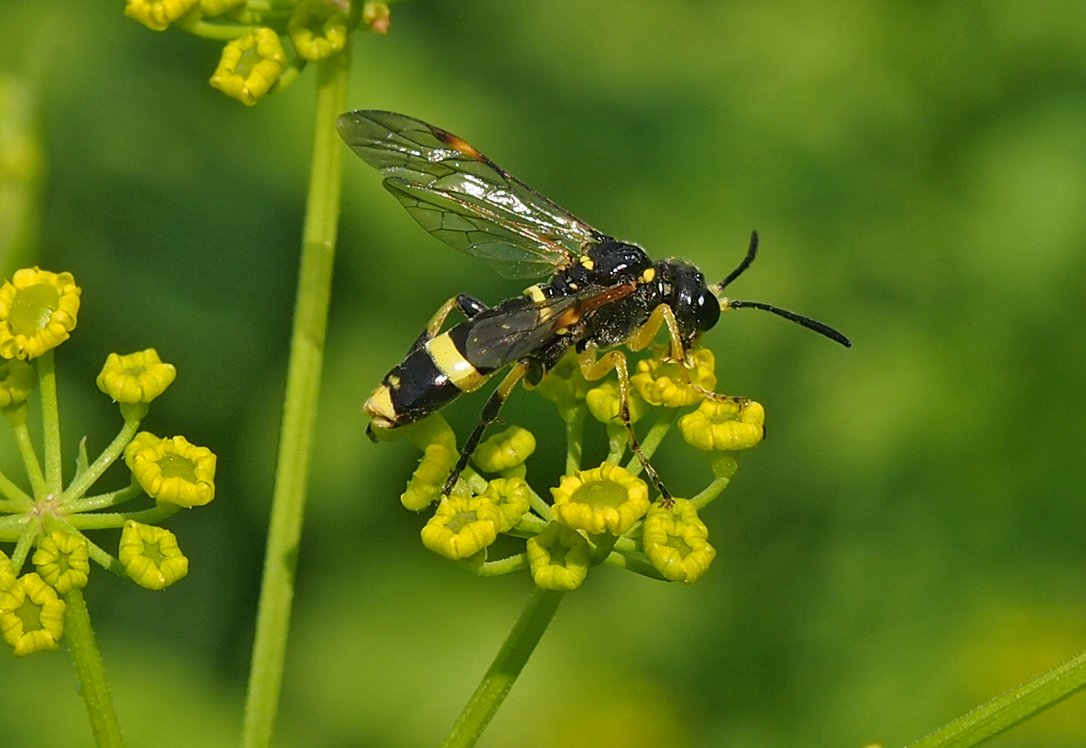 /Pilatka Tenthredo amoena, sameček.