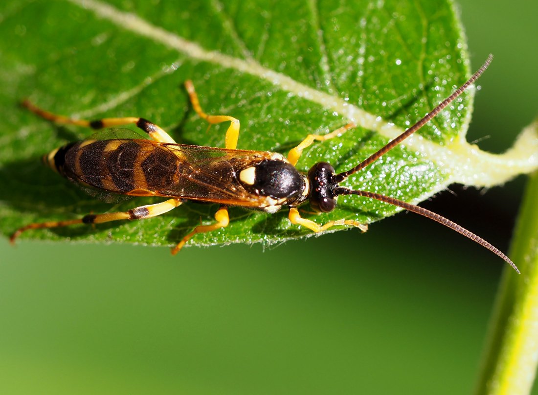 /Ichneumon sarcitorius, sameček foto shora. /Ichneumon sarcitorius, sameček foto shora.