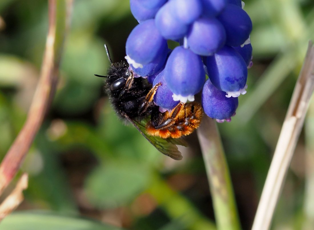 /Osmia cornuta na modřenci.