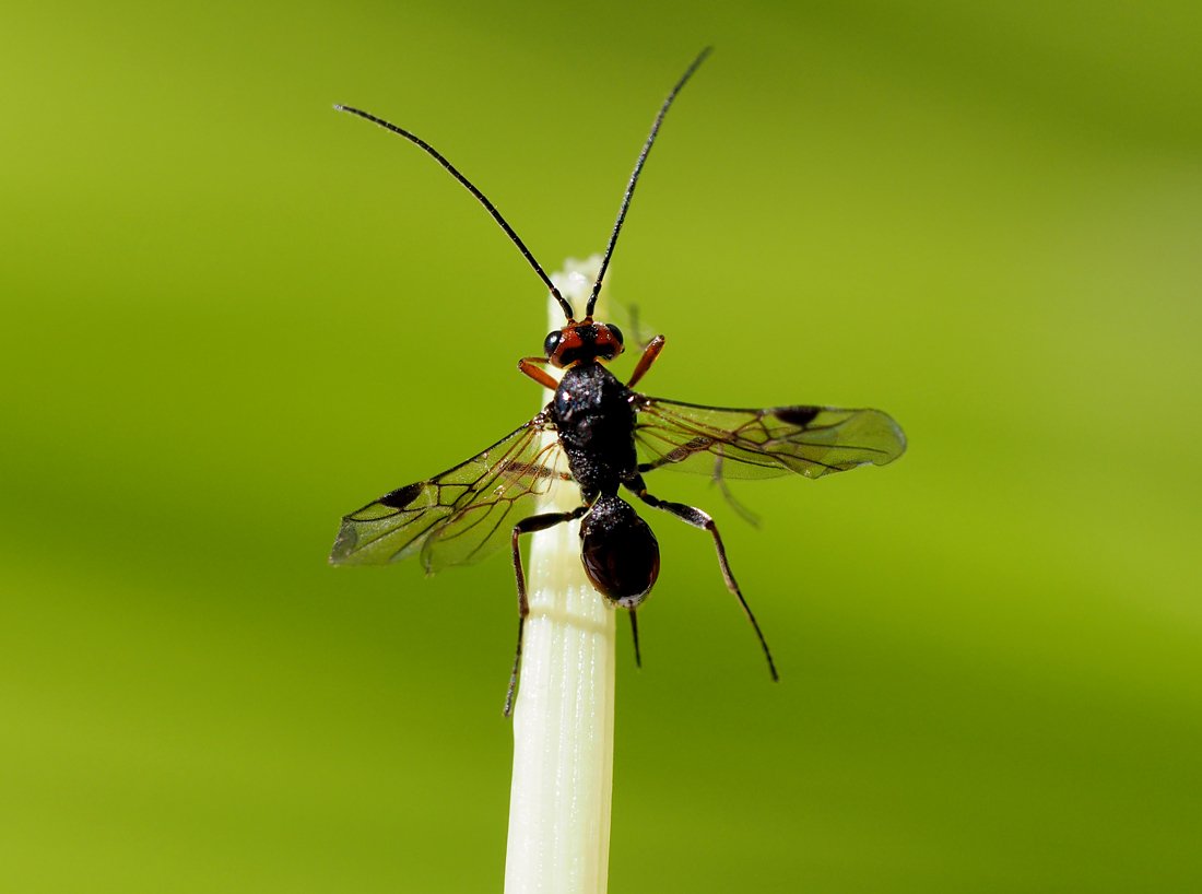 /Lumčík Dinocampus coccinellae, foto shora. /Lumčík Dinocampus coccinellae, foto shora.