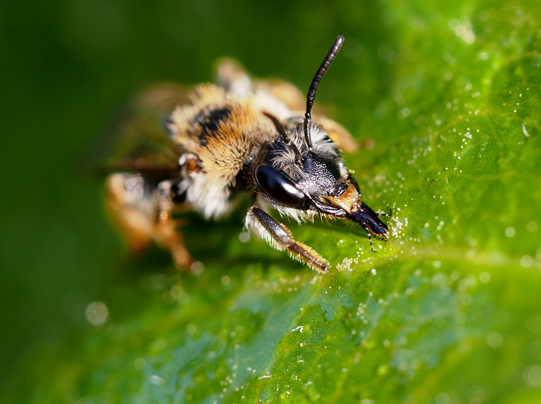 /Andrena haemorrhoa, hlava a sosák.