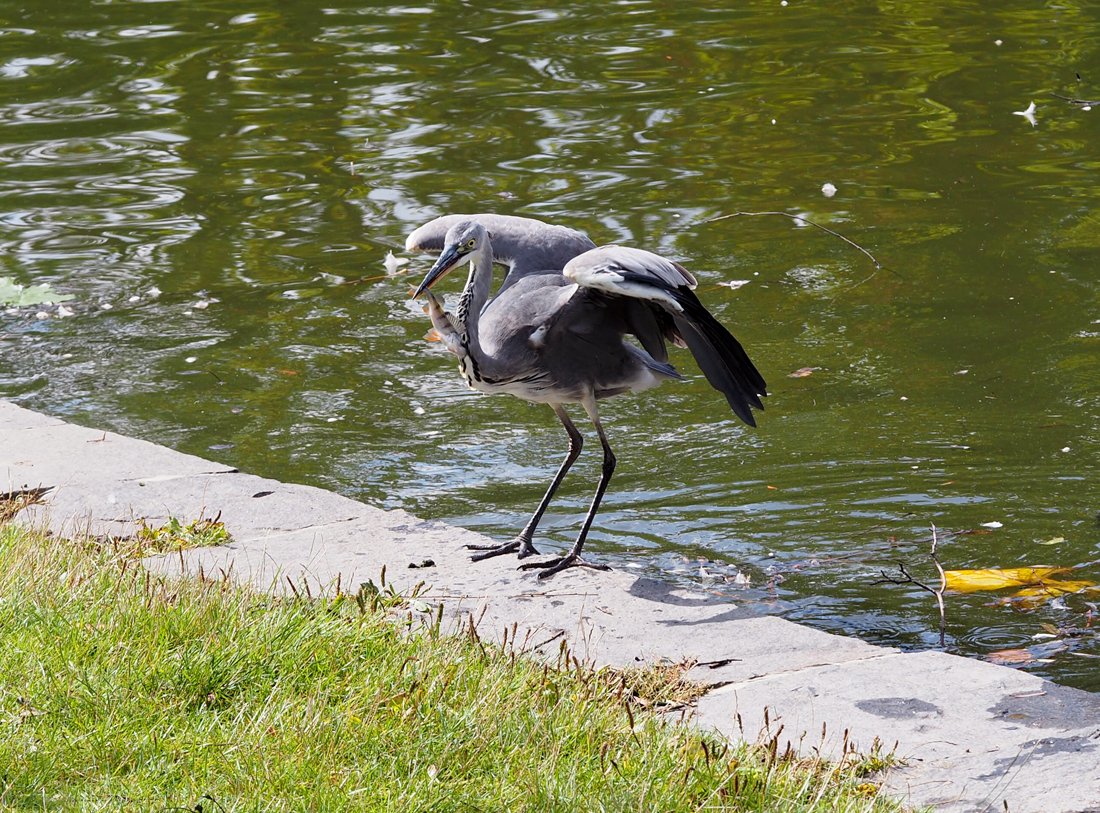 /Volavka po úspěšném lovu.