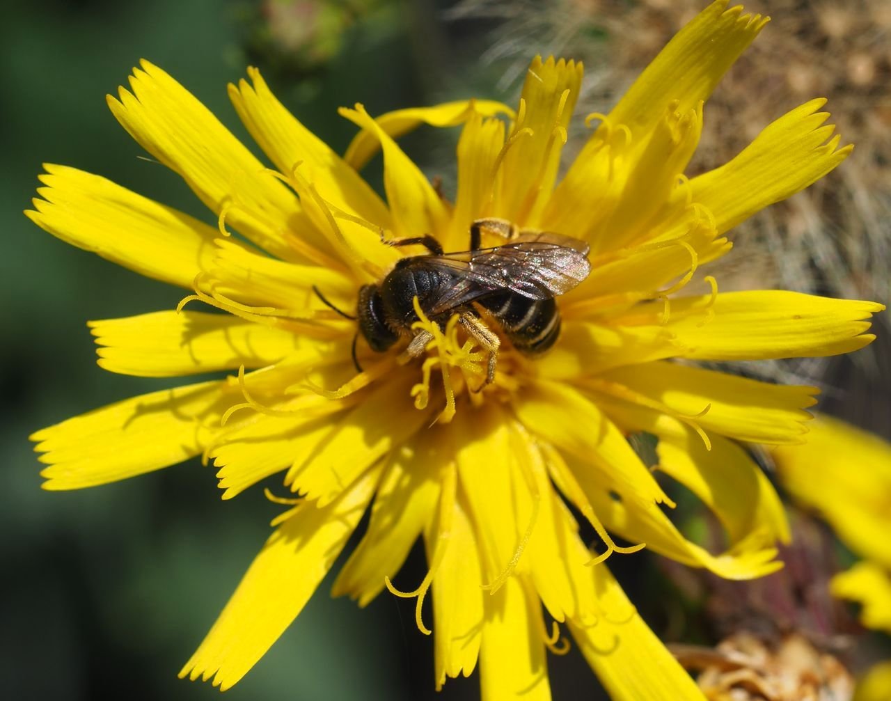 /Ploskočelka v květu jestřábníku v září 2020.