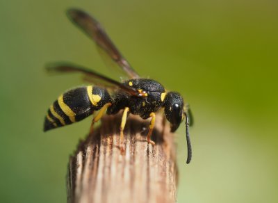 Hrnčířka Ancistrocerus nigricornis