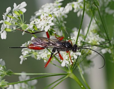 Lumci - podčeleď Cryptinae