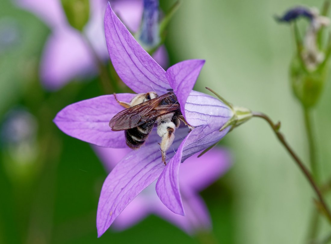 /Andrena pandellei s nasbíraným pylem. Foto Radim Herman. /Andrena pandellei s nasbíraným pylem. Foto Radim Herman.
