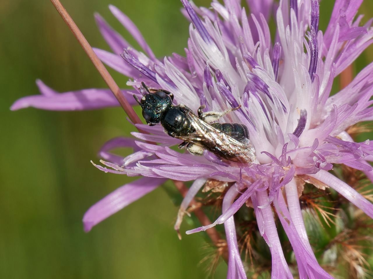 /Kyjorožka zelenavá sbírá pyl na chrpě. Foto Radim Herman.