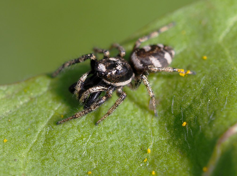 /Pavouk skákavka na listu. /Pavouk skákavka na listu.