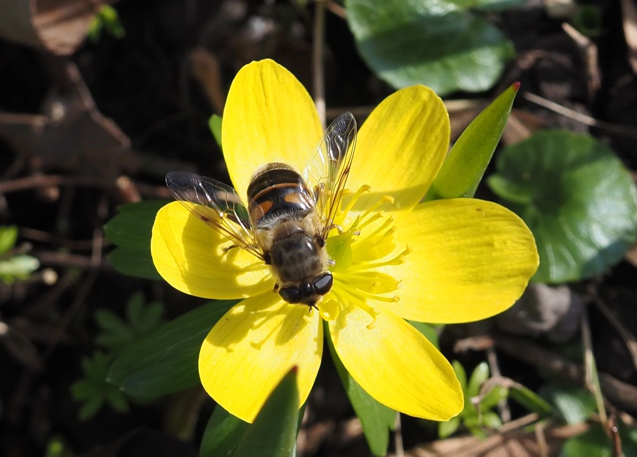 /Talovín s pestřenkou trubcovou.