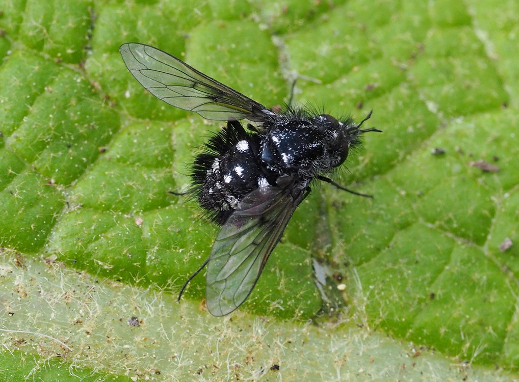 /Dlouhososka černá se vyhřívá při sezení na listu. /Dlouhososka černá se vyhřívá při sezení na listu.