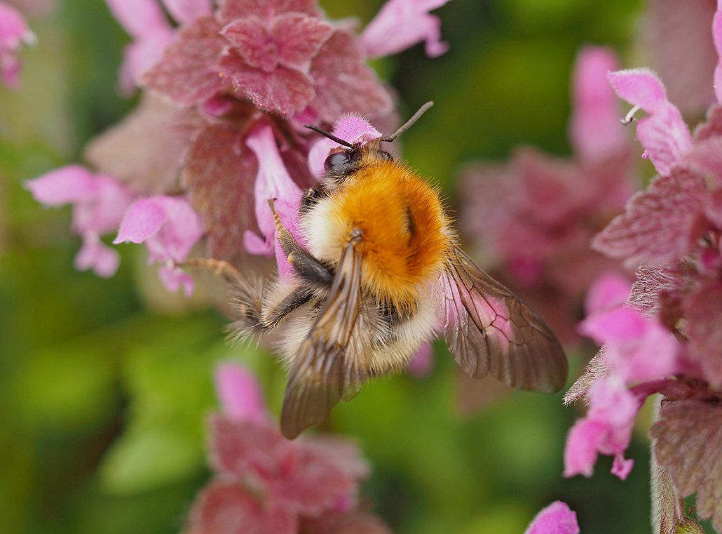 /Čmelák rolní, mohutná samička na hluchavce nachové.