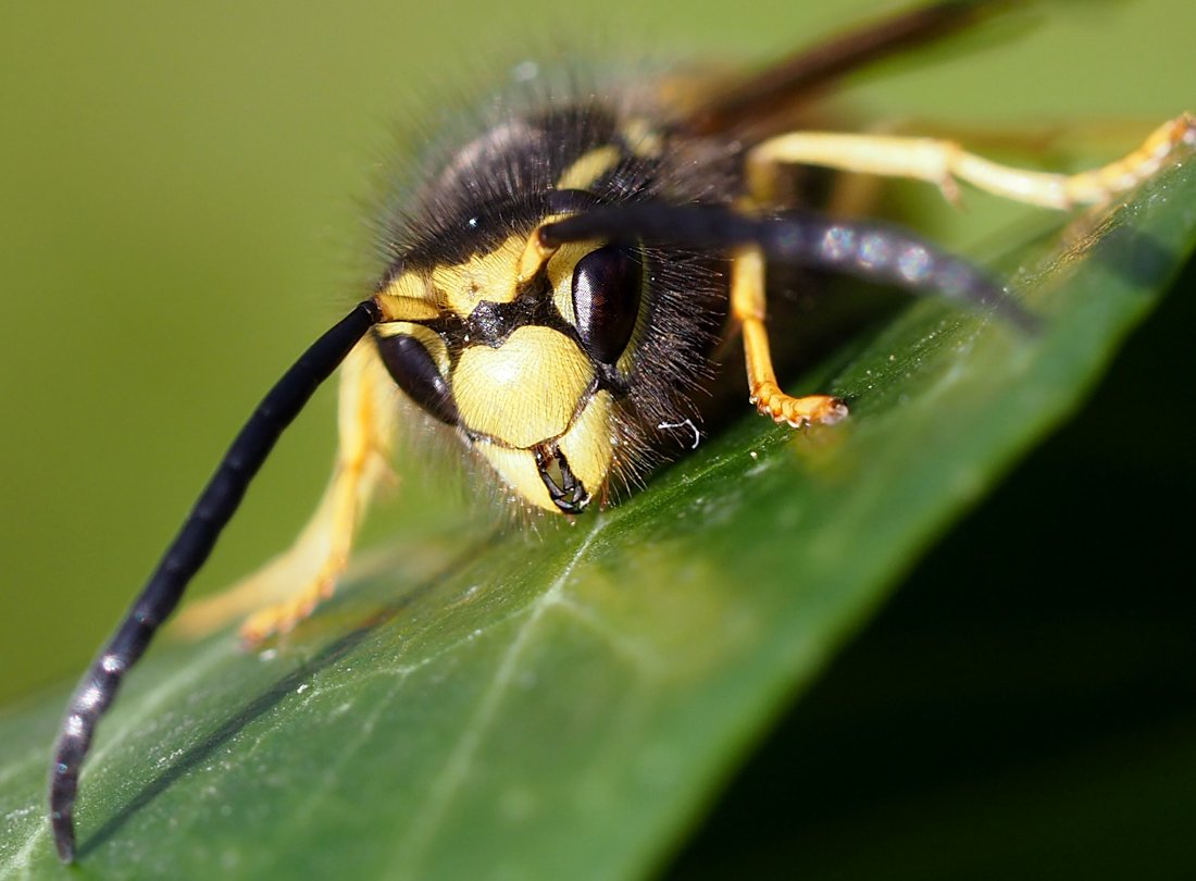 /Vespula germanica, portrét samečka. /Vespula germanica, portrét samečka.