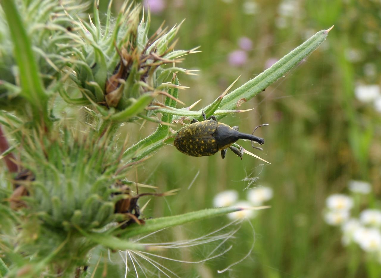 /Rýhonosec Larinus sturnus na pcháči.