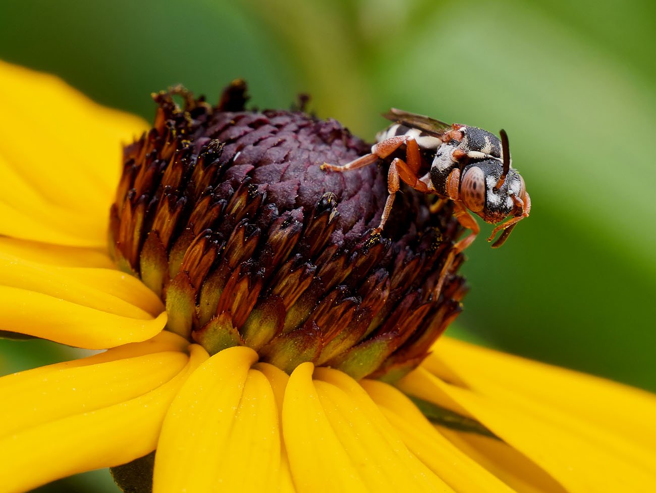 /Epeolus variegatus - portrét samičky. /Epeolus variegatus - portrét samičky.