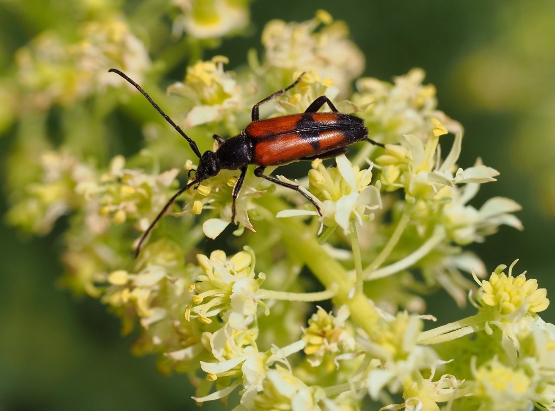 /Tesařík Stenurella bifasciata na rezedě.