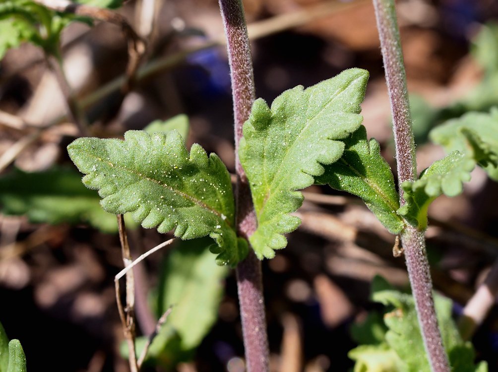 /Veronica prostrata, lodyžní listy. /Veronica prostrata, lodyžní listy.