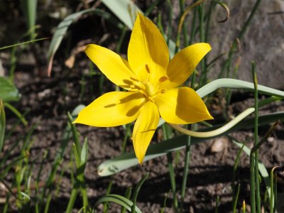 Tulipán planý
