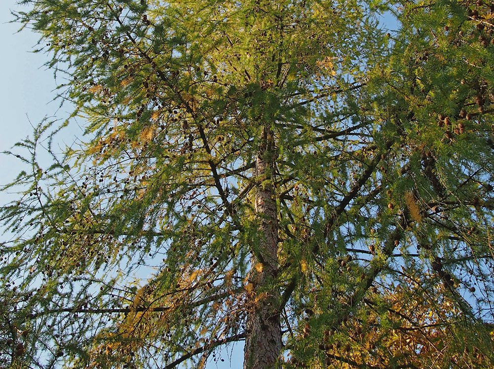 /Modřín, pohled do vrcholu stromu.