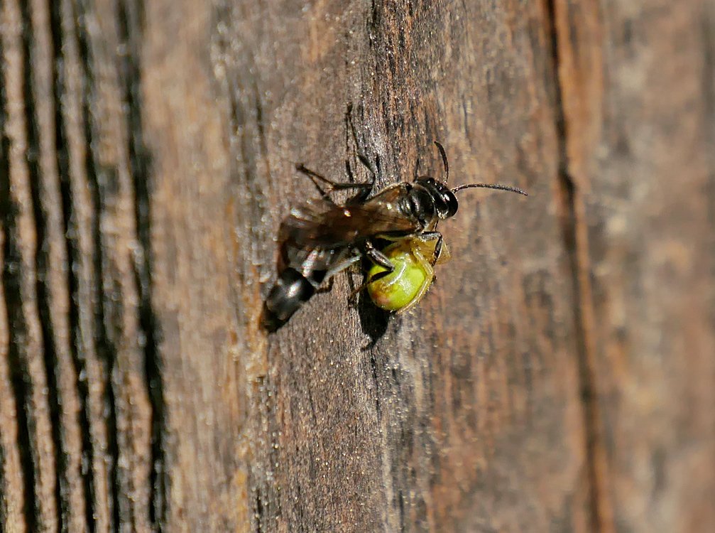 /Trypoxylon-figulus-s-pavoukem