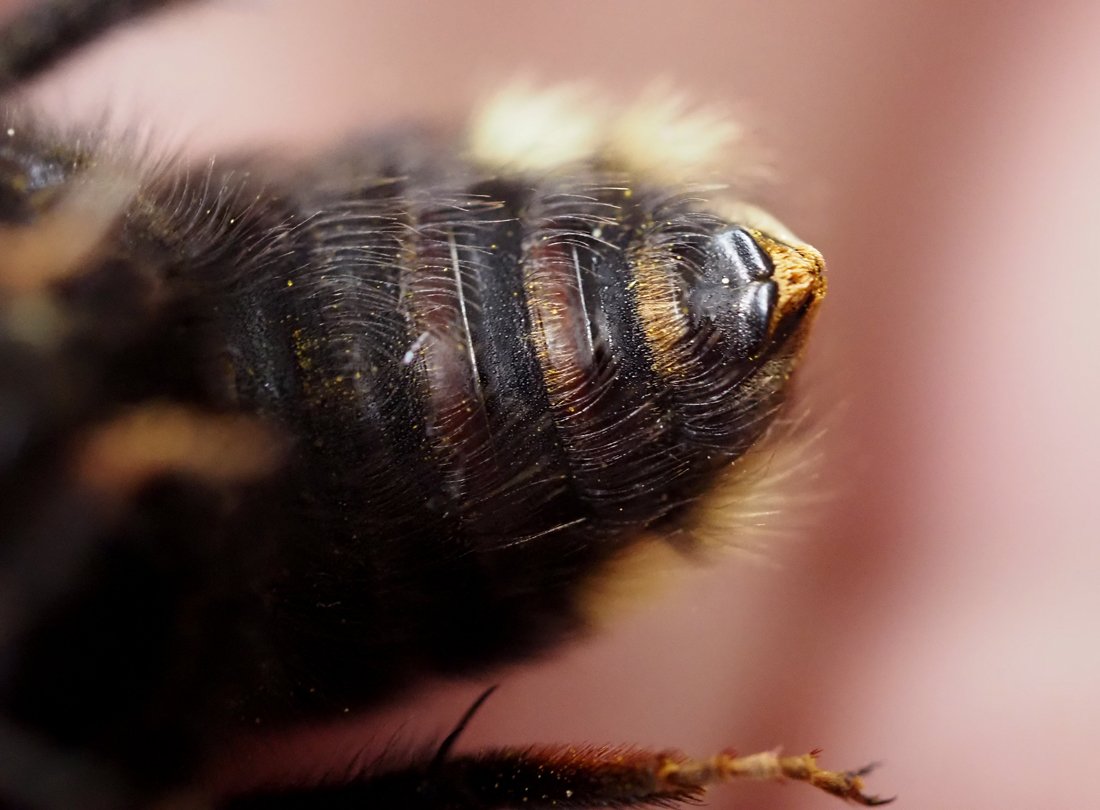 /Bombus barbutellus, zadeček samičky ze spoda.