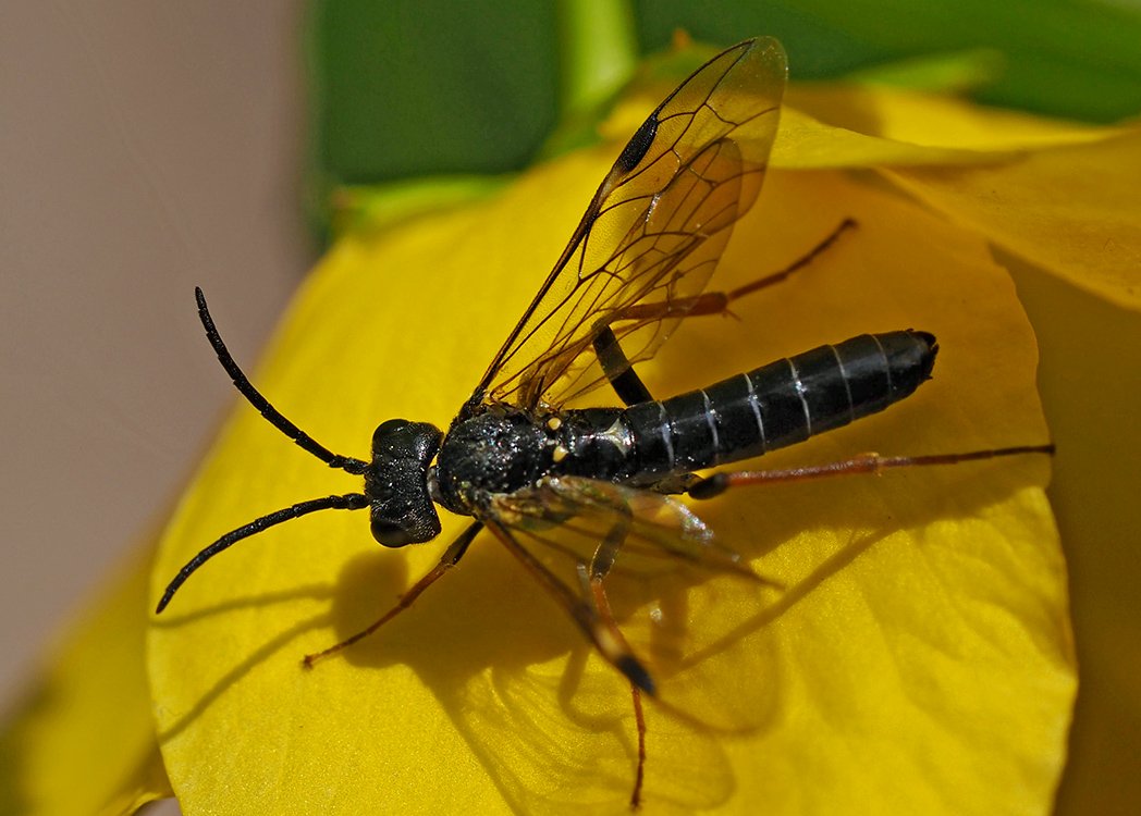 /Pilatka rodu Allantus, sameček.