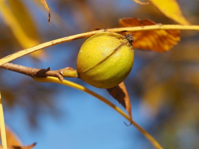 Ořechovec srdčitý (hořký)