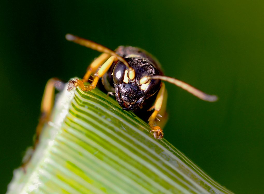 /Gorytes planifrons, portrét. /Gorytes planifrons, portrét.