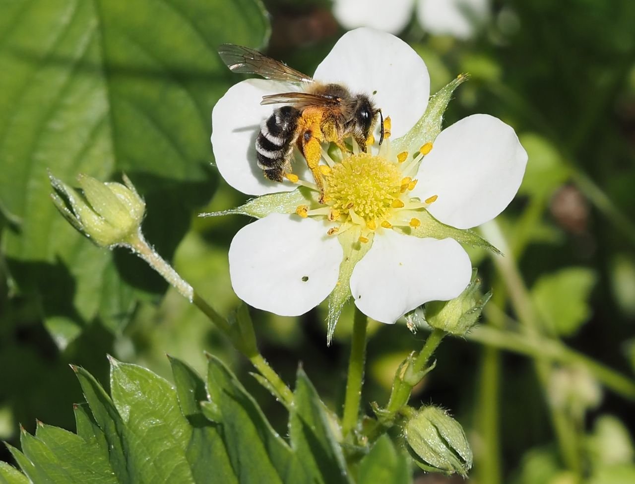 /Andrena gravida opyluje zahradní jahody.