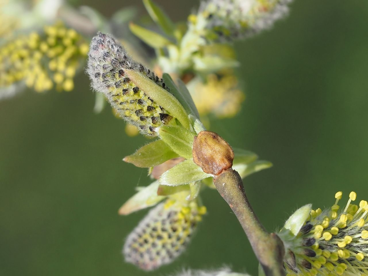 /Vrba košíkářská - pod jehnědou vyrůstají lístečky.
