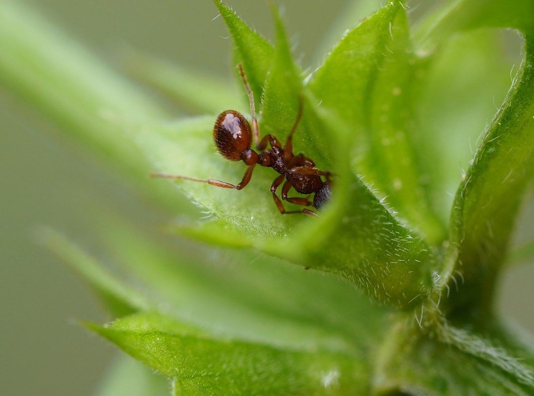 /Mravenec Myrmica s dvoučlánkovou stopkou.