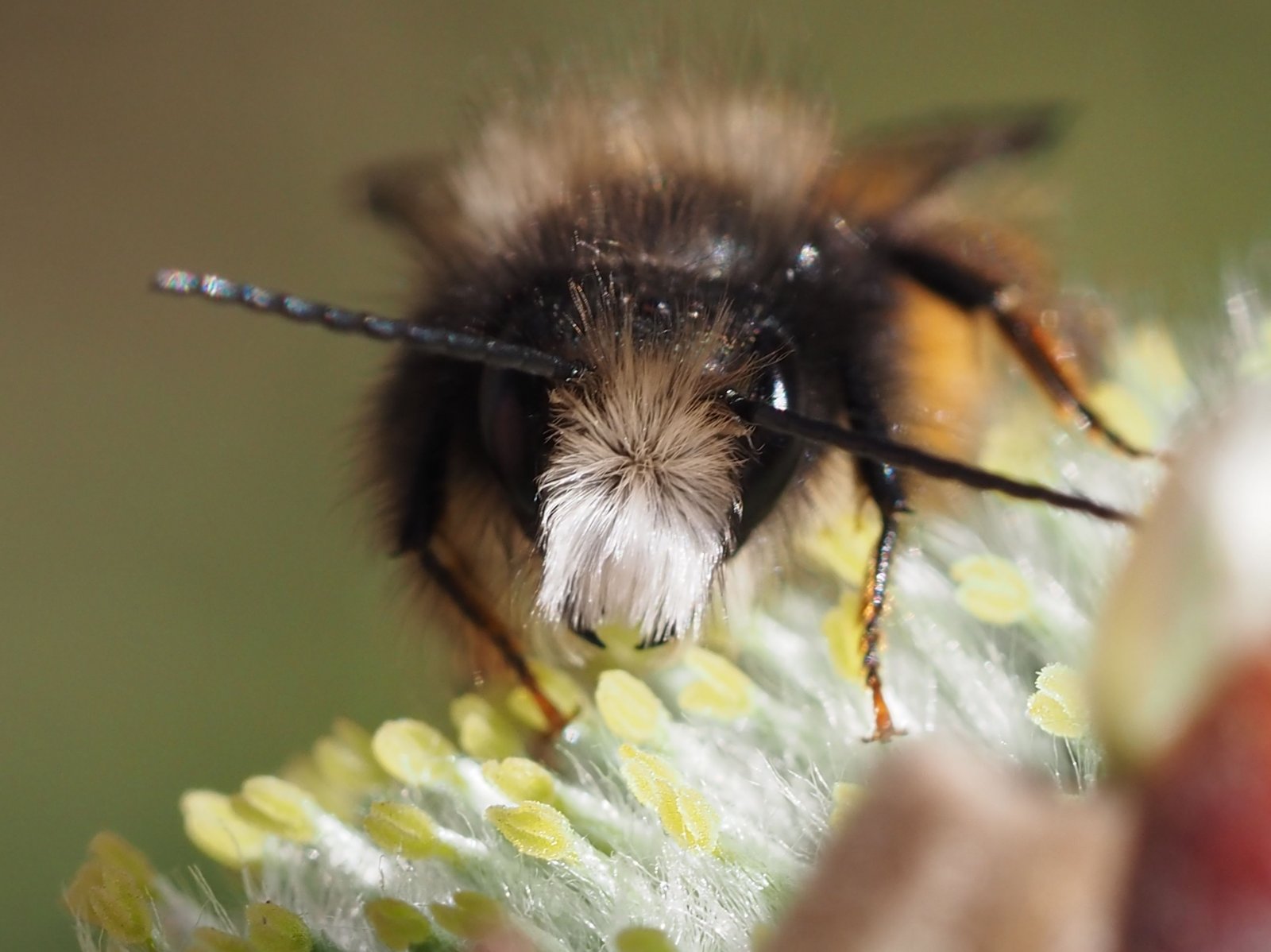 /Zednice rohatá. Samečkové mají bíle ochlupený čelní štítek.