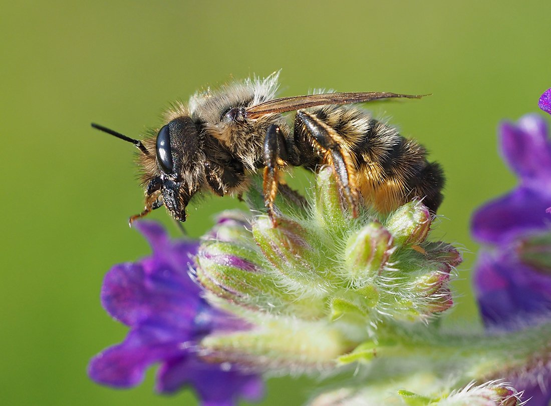 /Osmia bicornis na květenství pilátu.