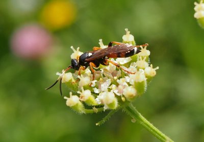 Lumek Ichneumon sarcitorius