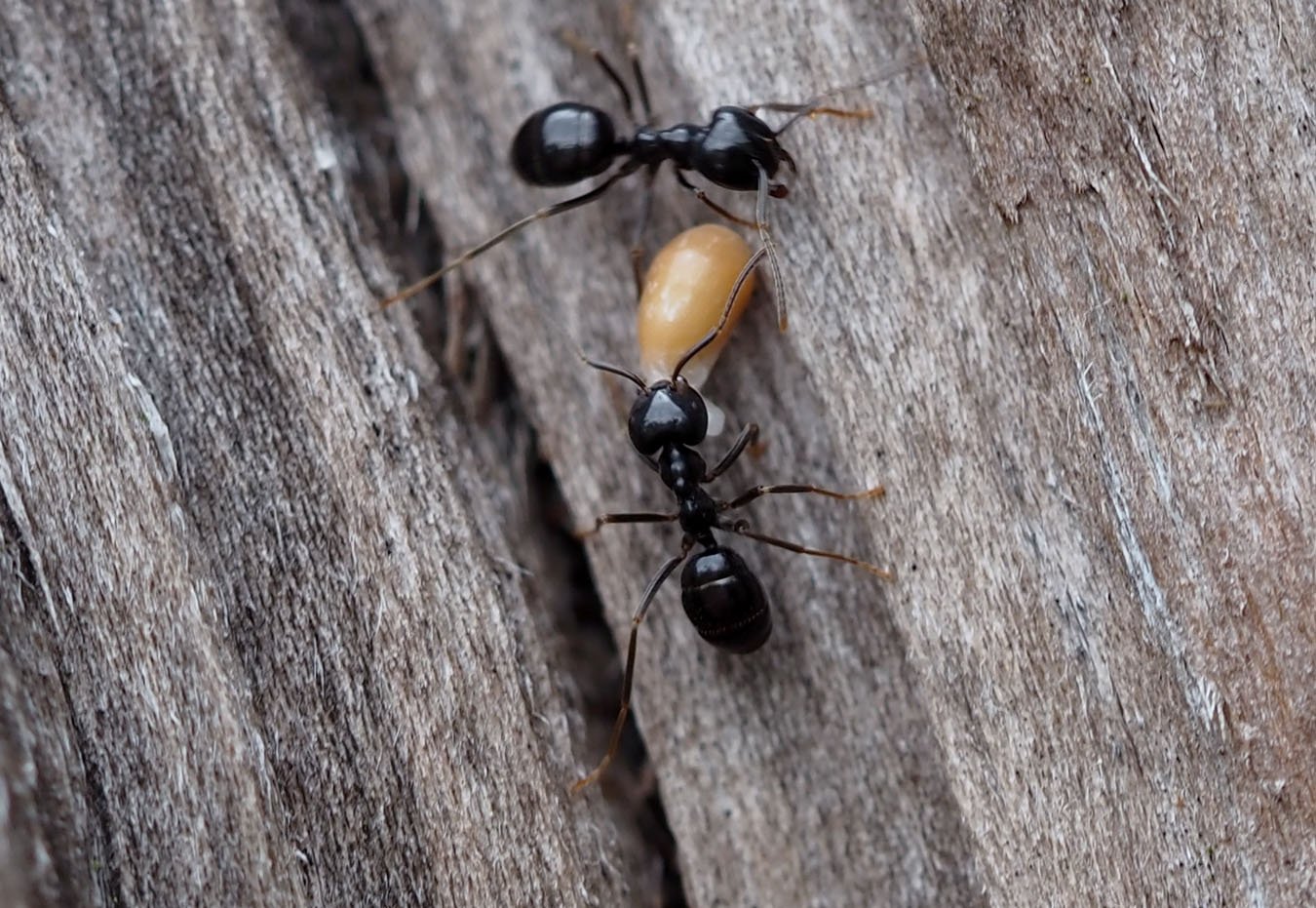 /Lasius fuliginosus nese semeno violky.
