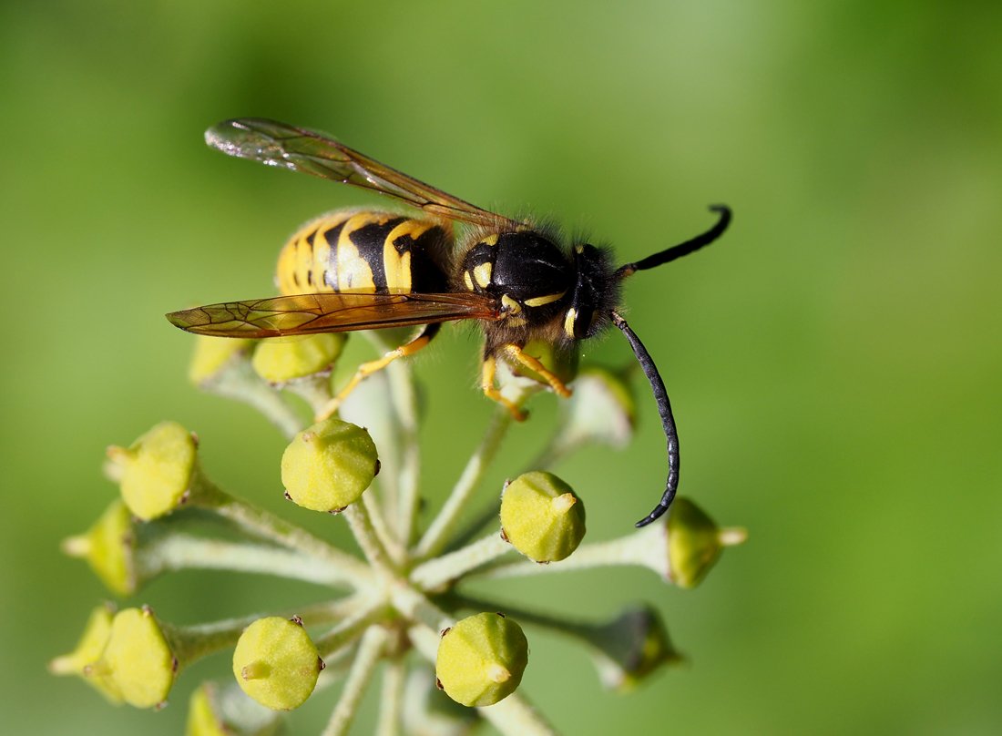 /Vespula germanica, sameček, tykadla. /Vespula germanica, sameček, tykadla.