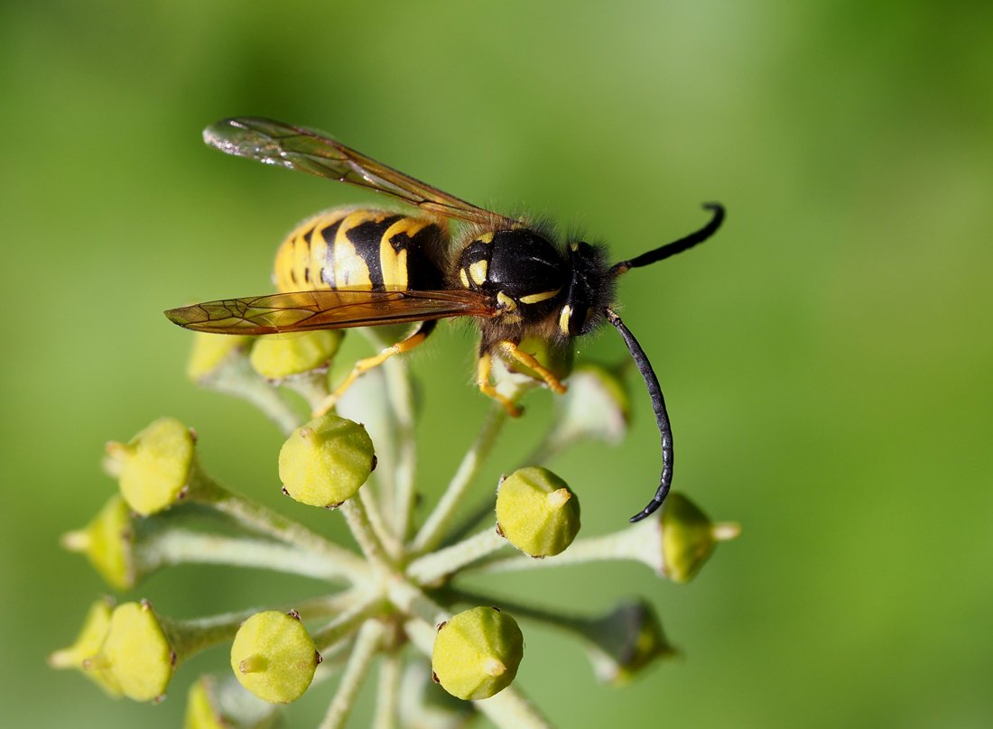 /Vespula germanica, sameček, tykadla.