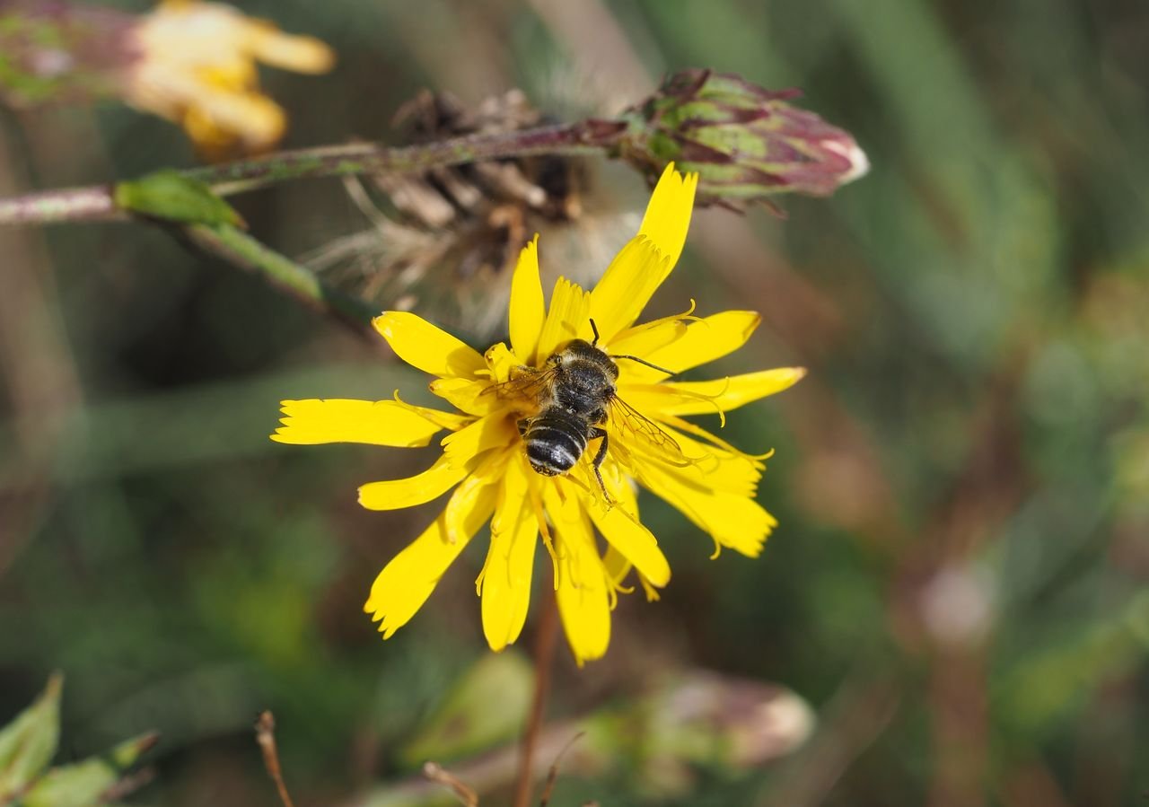 /Jestřábník savojský a sameček čalounice na květu.