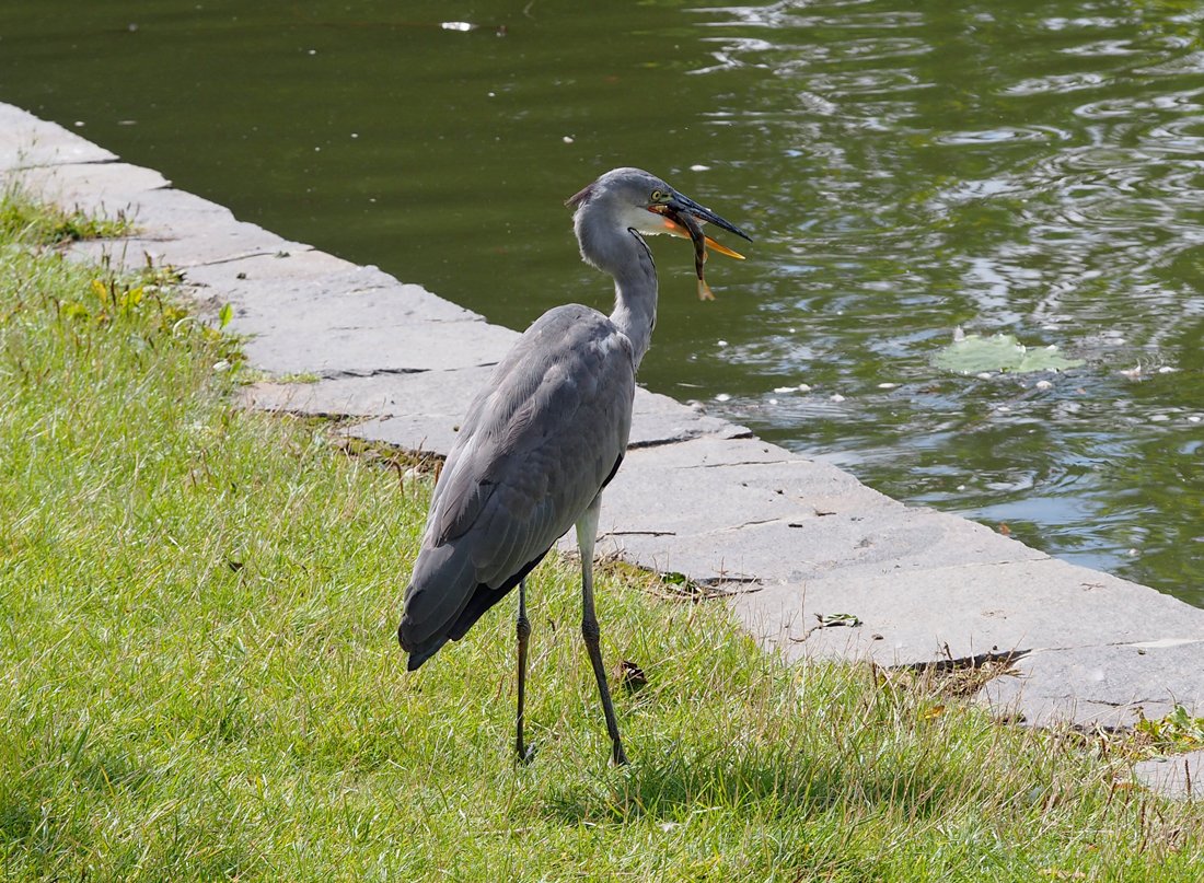 /Volavka si musí před spolknutím rybu srovnat do správného směru.