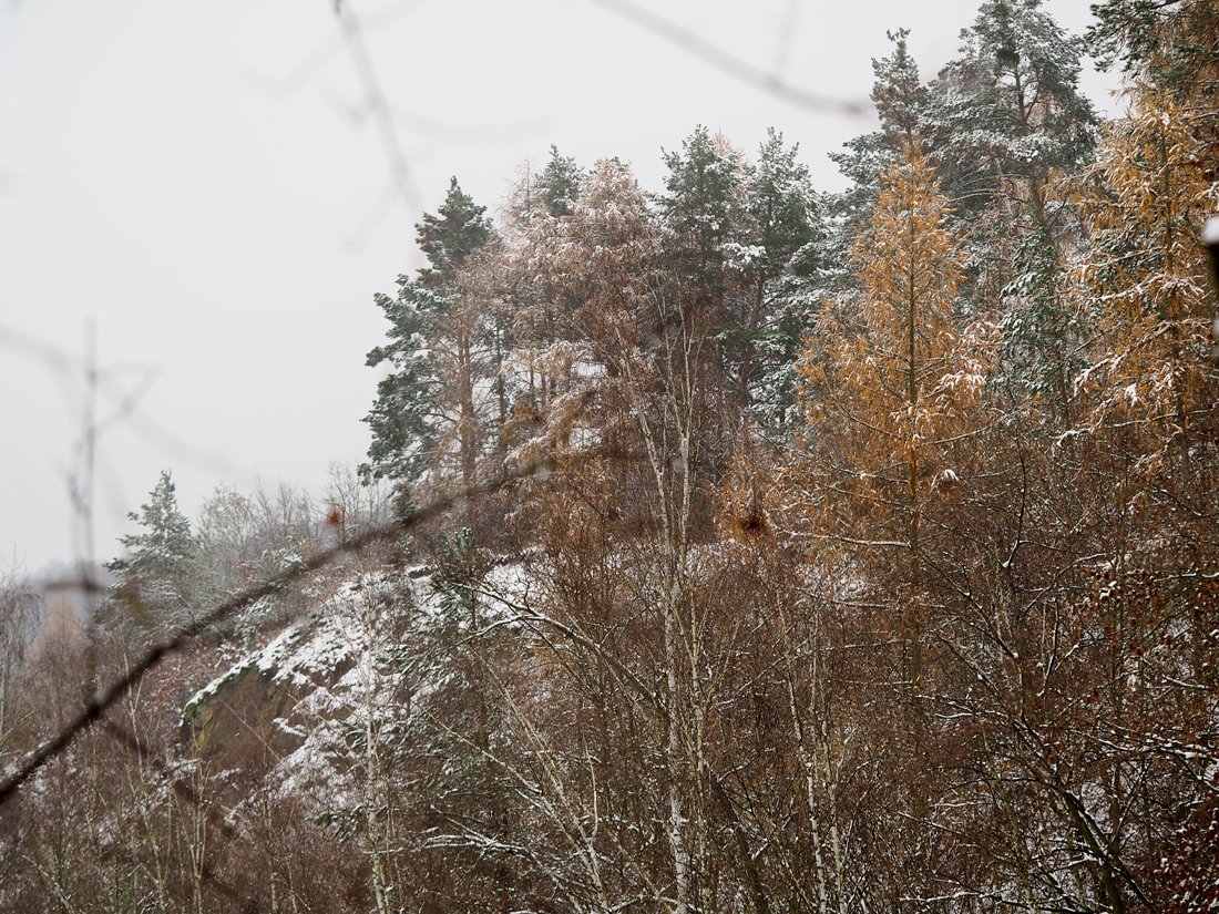 /Modříny a borovice nad hliništěm bývalé cihelny Jenerálka.